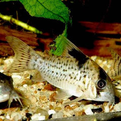Corydoras melanistius  Pantsermeerval XL