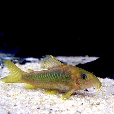 Corydoras melanotaenia  Pantsermeerval L