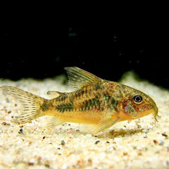 Corydoras paleatus   Pantsermeerval M