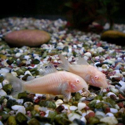 Coryd.pal.alb-Albino pantsermeerval 2,8