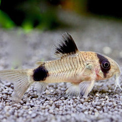 Corydoras panda   Pantsermeerval 5 cm.