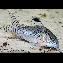 Corydoras punctatus   Pantsermeerval L