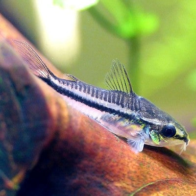 Coryd.pygmeus    Dwergpantsermeerval XL