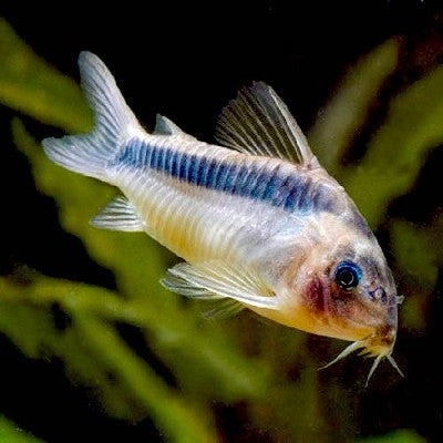 Corydoras rabauti-Pantsermeerval 2,8 cm.