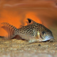 Corydoras reticulatus  Pantsermeerval L