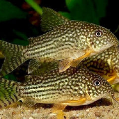 Corydoras sterbai   Pantsermeerval M