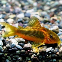 Corydoras gold stripe M