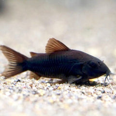 Corydoras venezuela black M