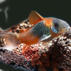 Corydoras venezuela Orange M @