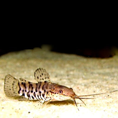 Hoplosternum thoracatum 4-5 cm.