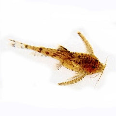 Hara jerdoni   Mini meerval L @
