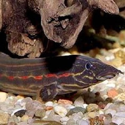 Mastacembelus erythrotaenia-Vuuraal XXL