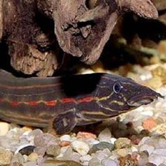 Mastacembelus erythrotaenia-Vuuraal XXL