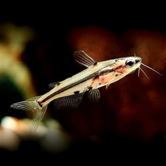 Pelteobagrus ornatus M