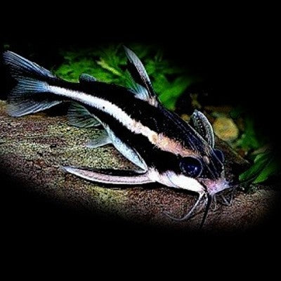 Platydoras costatus M