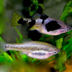 Skiffia multipunctata M