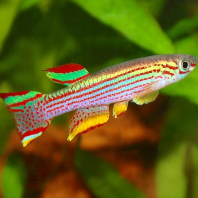 Aphyosemion striatum L