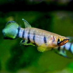 Epiplatys dageti  Tandkarper L