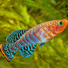 Nothobranchius rachovii Beira L