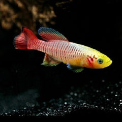 Nothobranchius guentheri gold L