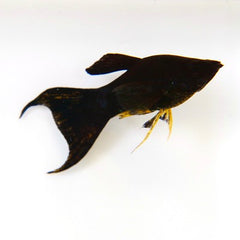 Black molly super black lierstaart M