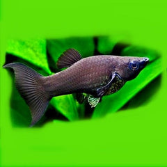 Poec.sphenops  Black molly lierstaart M@