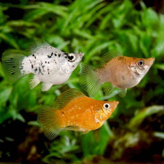 Poec.sphenops   Ballonmolly mix M