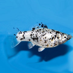 Poec.velifera-Hoogvinkarper dalmatin