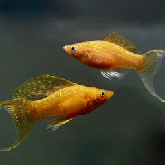 Poeciliidae sph.tangerina lyretail @