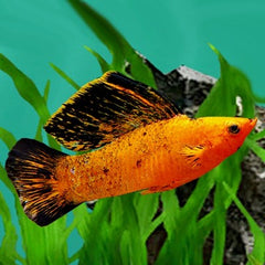 Poec.velifera  Red leopard lierstaart ML