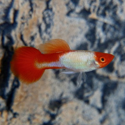 Poecilia ret.   Guppy red cap XL