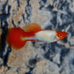 Poecilia ret.   Guppy red cap XL