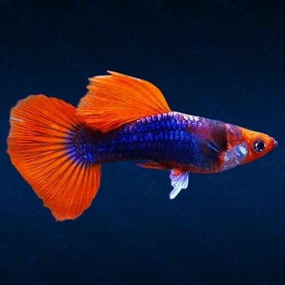 Poecilia ret.   Guppy koi tuxedo M