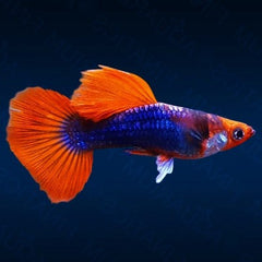 Poecilia ret.   Guppy koi tuxedo M