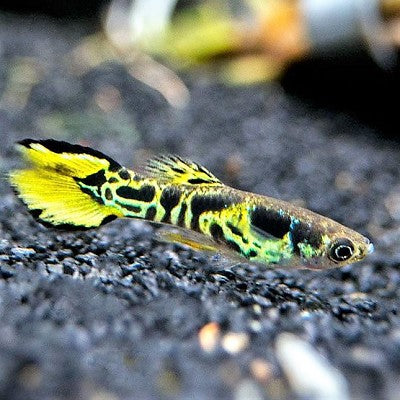 Poecilia ret.   Guppy endler tijger L