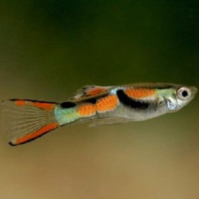 Poecilia ret.   Guppy endler L  @