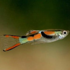 Poecilia ret.   Guppy endler L  @