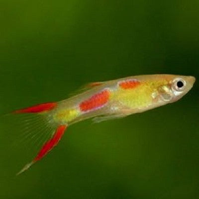 Poecilia ret.   Guppy endler blond L