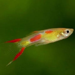 Poecilia ret.   Guppy endler blond L