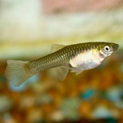 Guppy endler vrouw L ECO