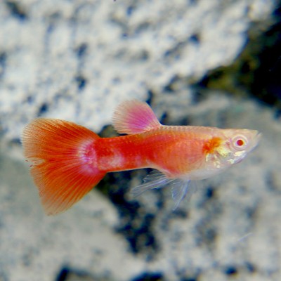 Poecilia ret.   Guppy full red albino L