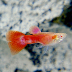 Poecilia ret.   Guppy full red albino L