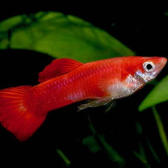 Poecilia ret.   Guppy coral red  XL