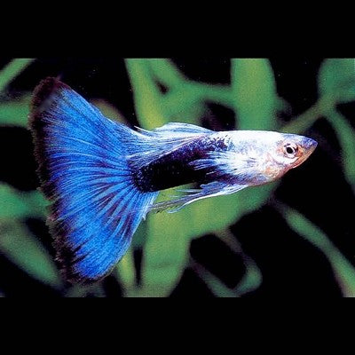 Poecilia ret.   Guppy blue metallic M