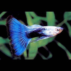 Poecilia ret.   Guppy blue metallic  XL