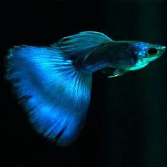 Guppy blue moscow male 3,5 cm.