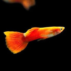 Poecilia ret.   Guppy red moscow XL