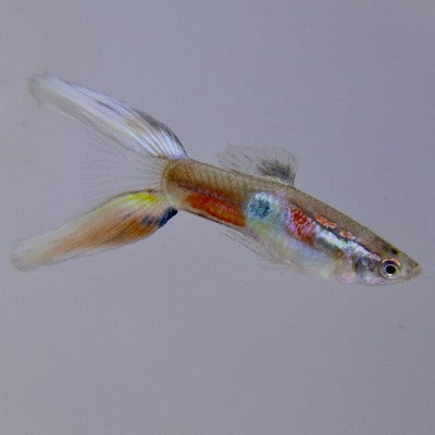 Poecilia ret.   Guppy lierstaart