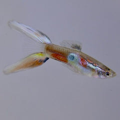 Poecilia ret.   Guppy lierstaart