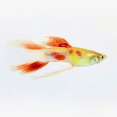 Poecilia ret. Guppy calico lierstaart M